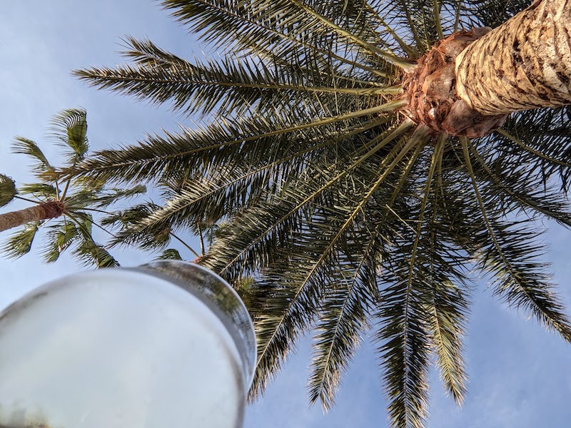 Palm trees and wine