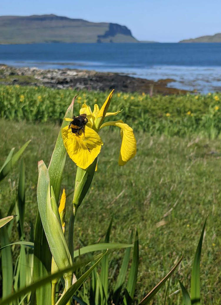 Bumble bee sitting on a yellow iris