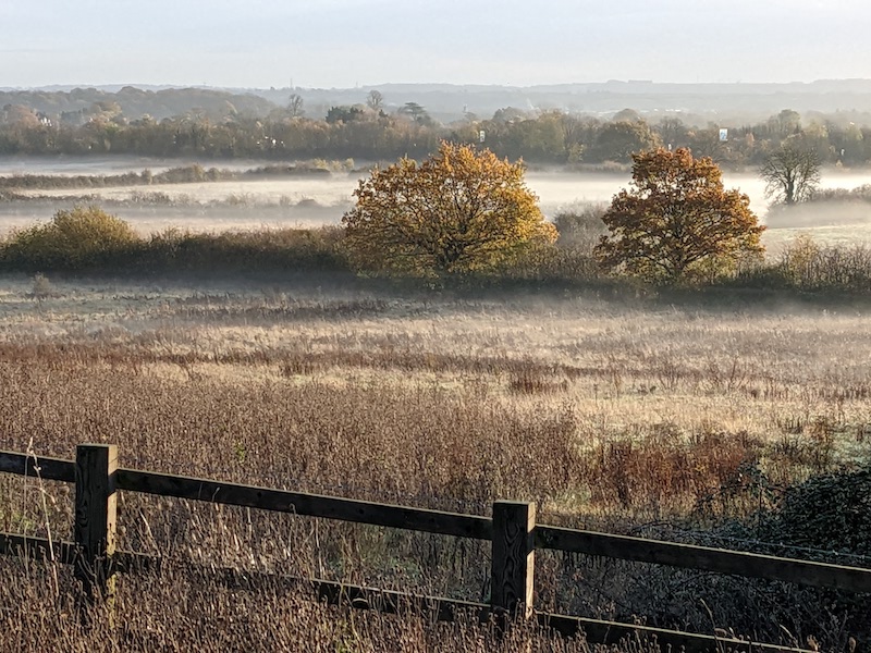 Two trees in a foggy winter field at sunrise