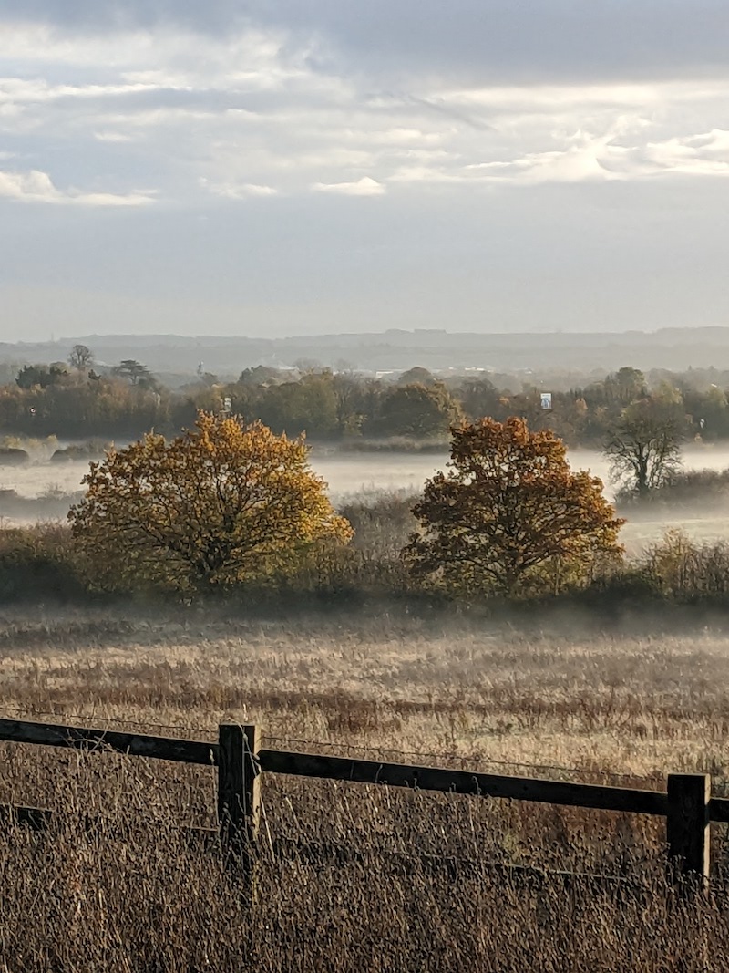 Two trees in a foggy winter field at sunrise