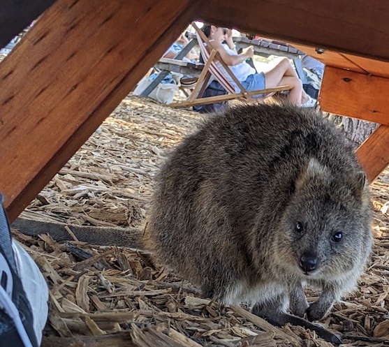 Rottnest creature