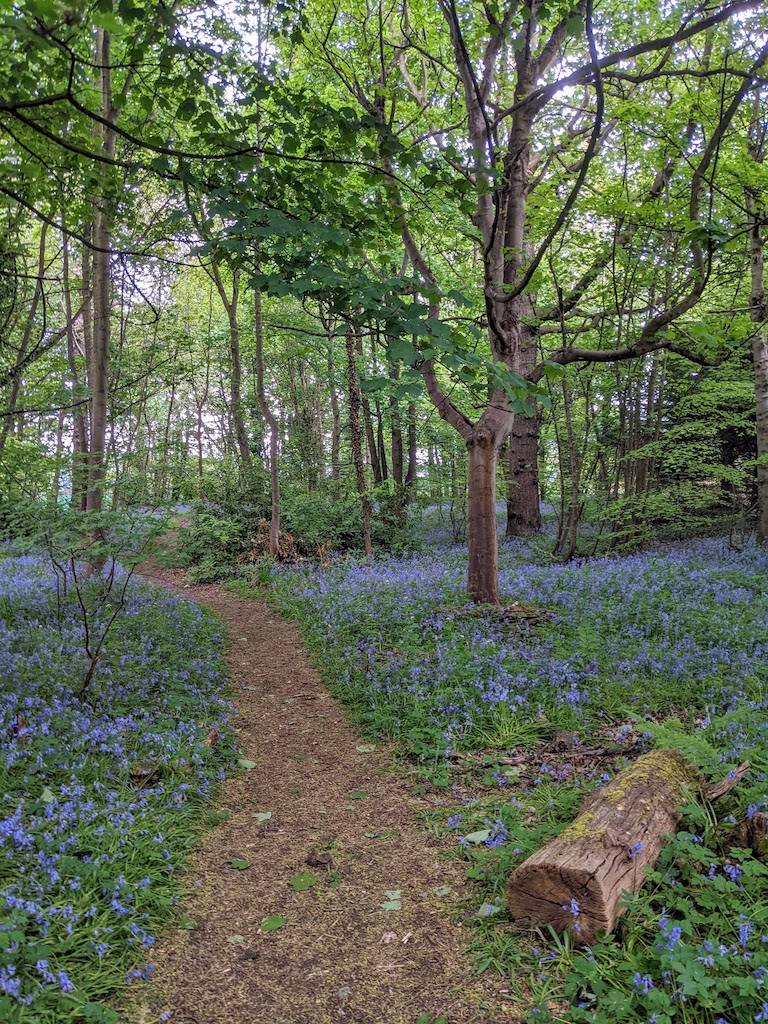 A forest path leading through a thick carpet of bluebells in bloom