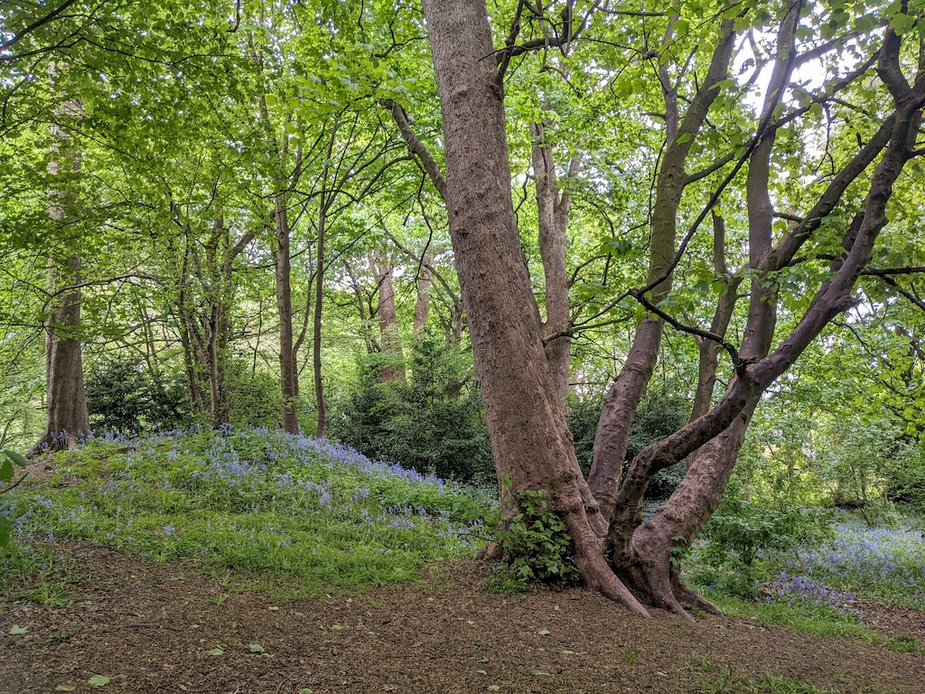 A beautiful tree with a patch of bluebells