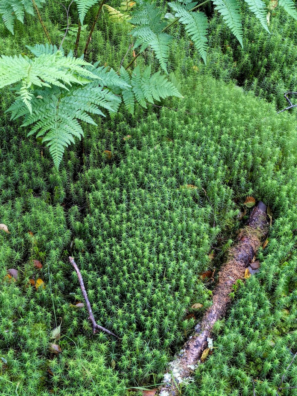 Loch Ore moss & lichen