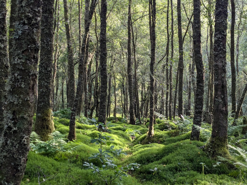 Loch Ore moss pillows