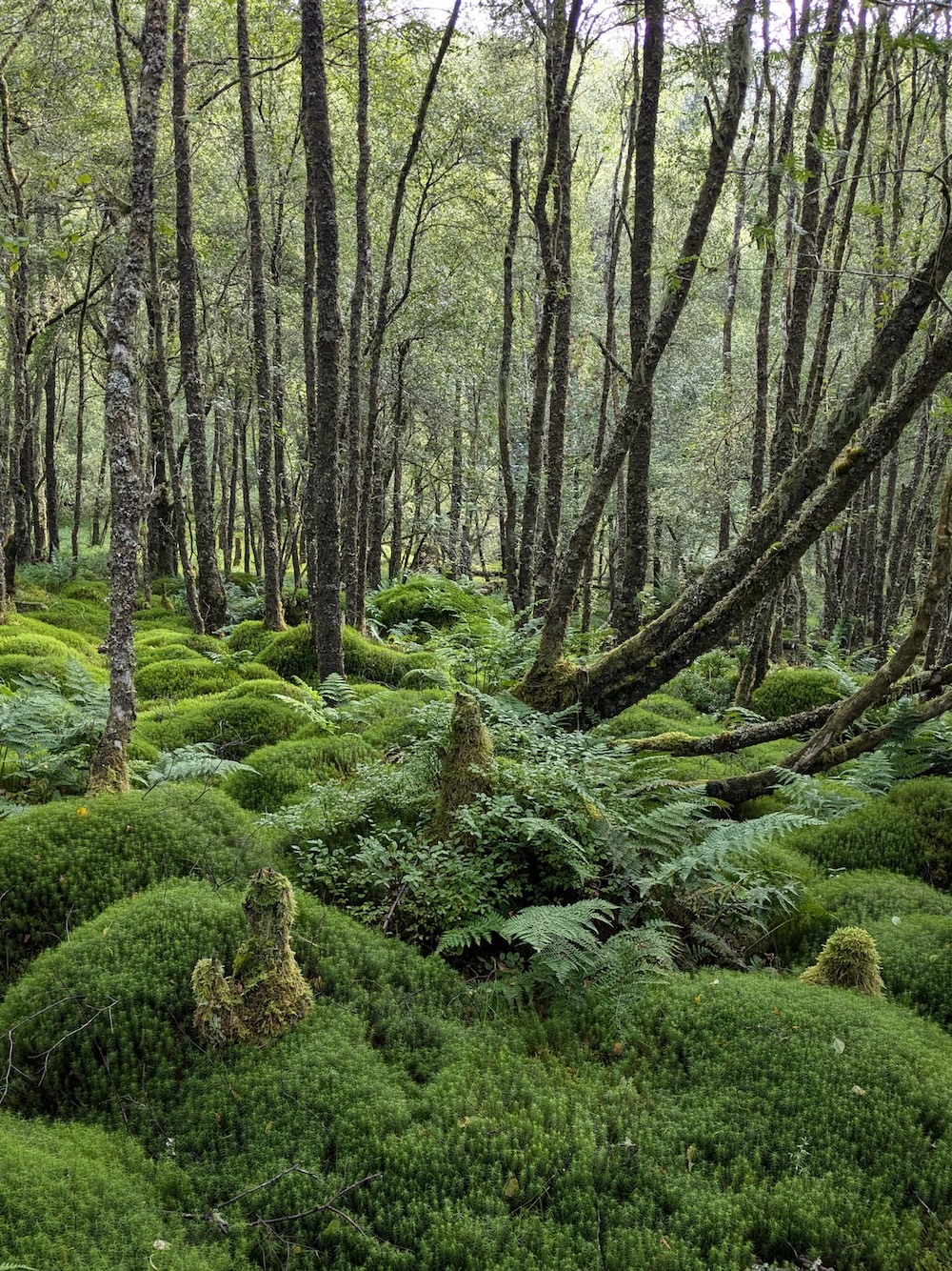 Loch Ore fairy forest