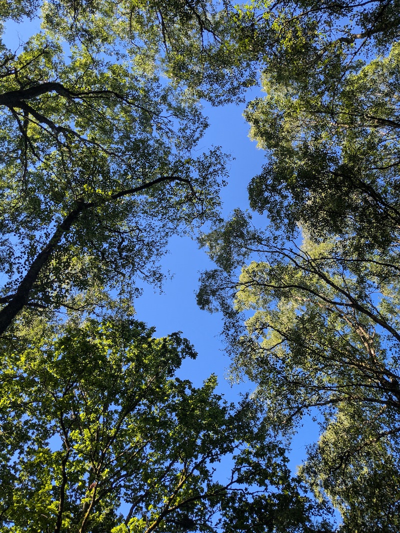 Tree crowns