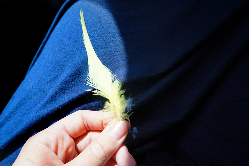 Cockatoo feather