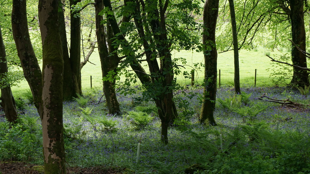 Bluebell forest