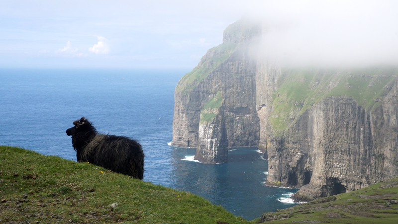 Faroese cliffs / sheep