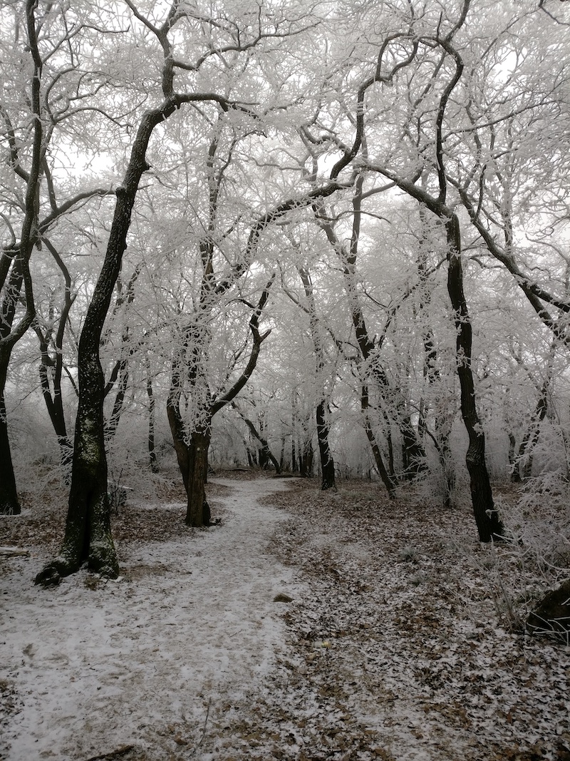 Forest path with trees covered in brilliant white hoar frost