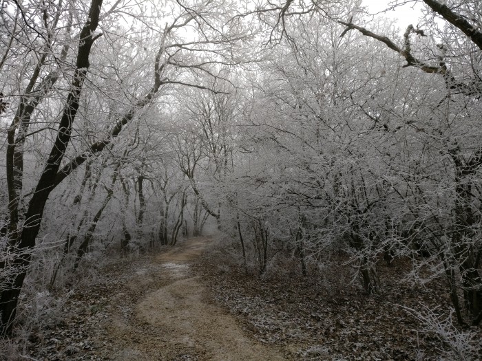 Another view of the frosty woodland path